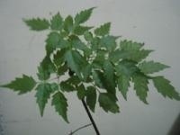 藤茶