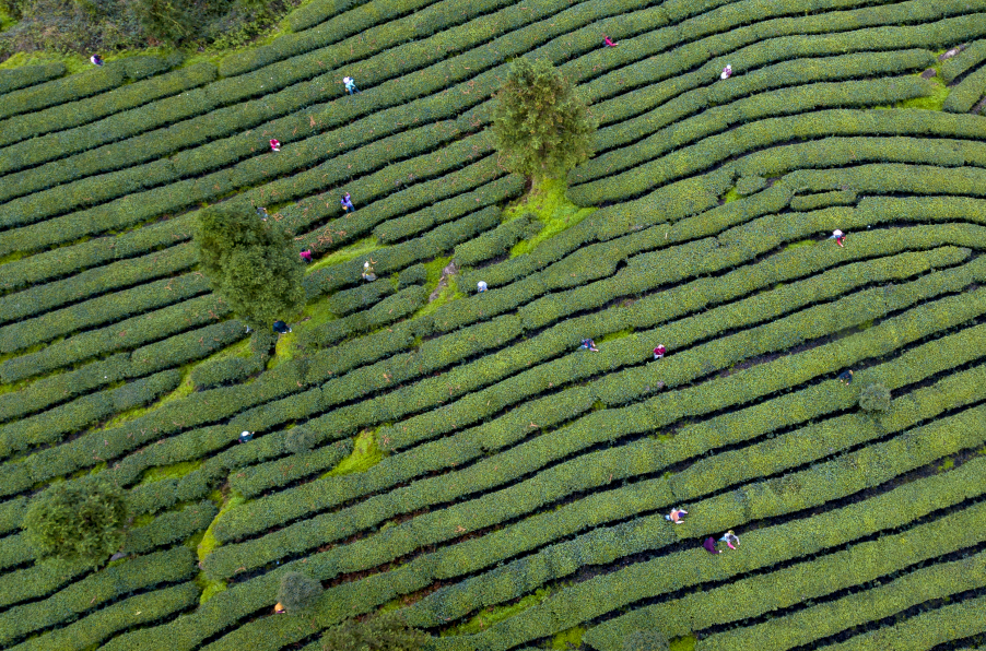 凤冈锌硒红茶