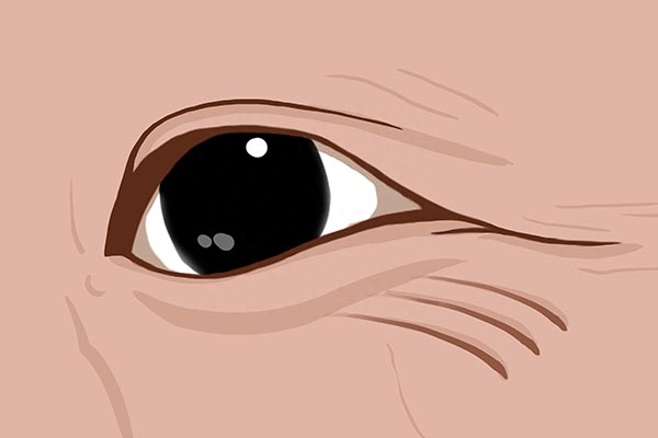 补硒要补什么样的硒