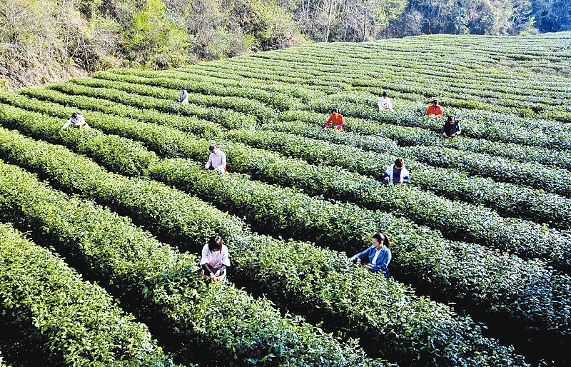 紫阳县富硒茶