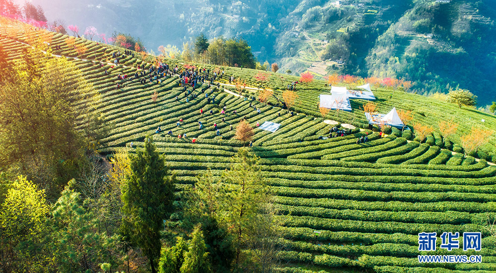 紫阳县富硒茶