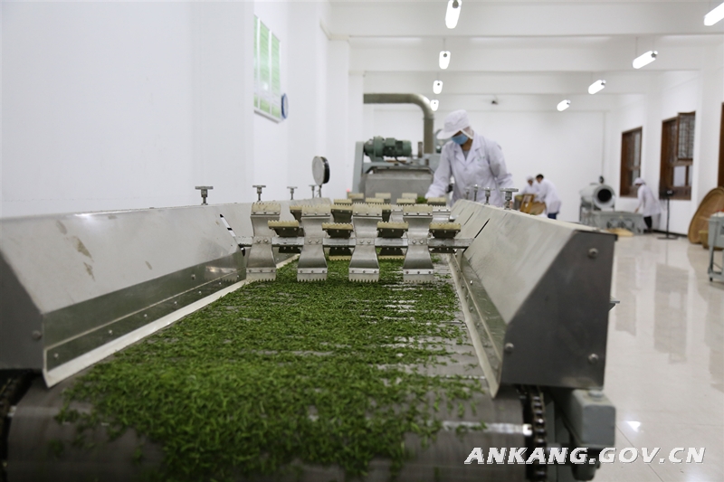 恩施硒茶的作用(恩施硒茶的功效)-硒宝网