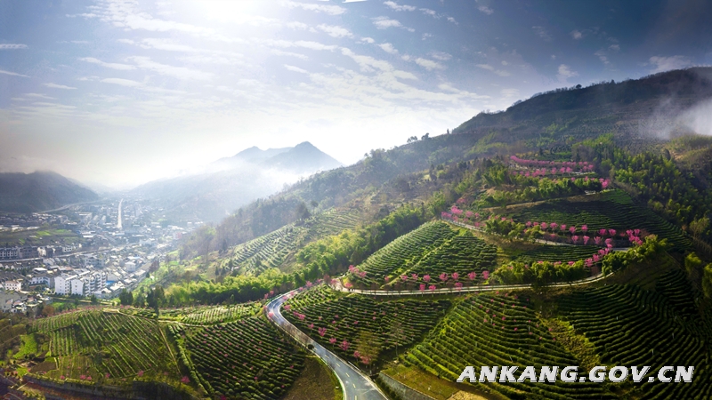 恩施硒茶的作用(恩施硒茶的功效)-硒宝网