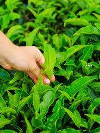 补硒能降血脂吗