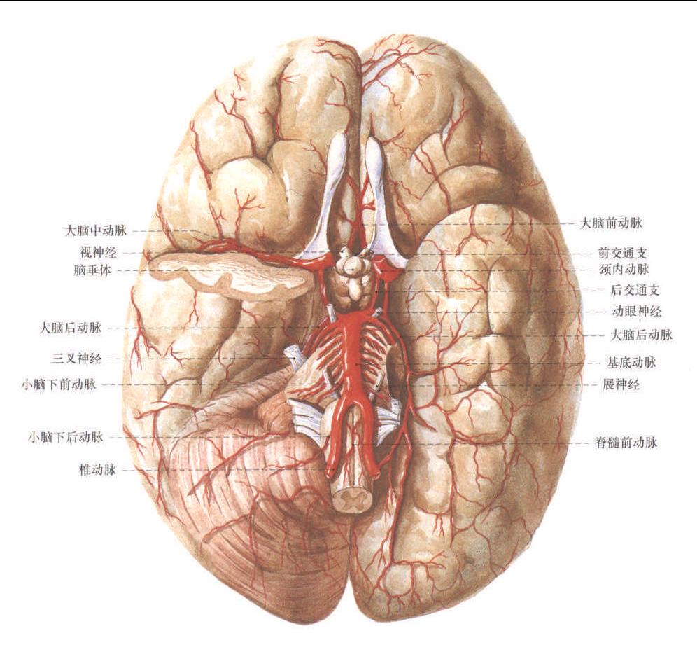 补硒对血压有什么好处