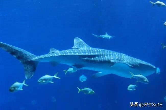 补锌补硒的水果有哪些