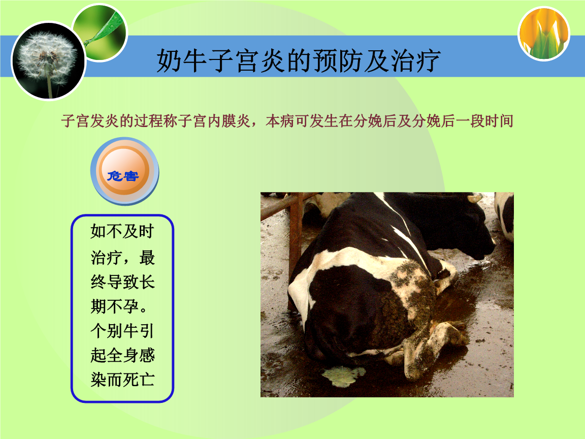 怀孕母?？梢圆刮鹇? /></p>
<p>卵巢囊肿的发生率因奶牛场饲养环境的不同而不同，在10.0%～40.0%，且高产奶牛多发。另外还有一个原因就是对母牛的发情观察重视不够，如许多安静发情牛只的漏配也是造成不孕的原因。2 避免奶牛胎间距延长的预防措施2.1 预防卵巢囊肿合理控制奶牛的产奶量，不要盲目追求高产，过高的产奶量对奶牛的繁殖性能会产生不良的影响。如特别高产的奶牛一般终生只产2～3 胎；还有的高产奶牛1 胎高产后即丧失生产能力，甚至死亡，从而造成高产奶牛的毕生产奶量低，产犊少，致使其利用年限缩短。2.2 加强对种公牛的选育对种公牛的选育具有重要意义。如女儿?；悸殉材抑椎募嘎时纫话隳概；悸殉材抑椎募嘎矢?，因此，牛场一定要坚持淘汰卵巢囊肿平均发生率高的种公牛，以大大降低后代该病的发生率。2.3 加强对奶牛子宫疾病的预防奶牛子宫疾病主要是指奶牛子宫内膜炎，在实际养殖中往往以关注治疗为主而忽视预防工作。因此要加强对孕期、产期及产褥期的卫生清洁工作，以保证奶牛的正常繁殖机能。如果产道发生感染或由于难产而导致产道损伤，则会造成子宫的炎症；有子宫炎症的母牛易发生流产或在产后使子宫复旧延迟，最后导致奶牛胎间距的延长，因此奶牛场要避免此病的发生。2.4 预防胚胎早期死亡遗传、营养障碍、激素失调、生殖道畸形或炎症、输精技术差、精液质量不良、管理失调和环境等因素都可导致胚胎早期死亡。因此，应高度重视产后牛只的管理，进行正确的饲养。对确诊为胚胎早5期内页－删版－礞礞姐改.indd   442015/5/28   16:33:48</p>
										<div   id="zptmy5zary"   class="single-copyright">
						版权声明：本文为互联网用户自发贡献的内容，其中观点及相关内容仅代表作者本人。本网站仅提供信息存储空间服务，不拥有这些内容的所有权，并且不承担任何法律责任。如果发现本网站上有涉嫌侵权或违法违规的内容，请立即联系我们的客服QQ：6532516以便进行及时清除。					</div>
									</div>
                <div   id="zptmy5zary"   class="mb-default clearfix">
										<a class="float-left btn btn-outline-default mr-small" href="http://www.jkassets.cn/tag/%e6%80%80%e5%ad%95%e6%af%8d%e7%89%9b%e5%8f%af%e4%bb%a5%e8%a1%a5%e7%a1%92%e5%90%97%e5%90%97/">怀孕母牛可以补硒吗吗</a>
									</div>          
				<div   id="zptmy5zary"   class="log-neighbor clearfix">
					<a href="http://www.jkassets.cn/8031.html" rel="prev"><span>上一篇：</span>给仔猪什么时间补硒好（仔猪七天补硒有什么好处）</a>					<a href="http://www.jkassets.cn/8033.html" rel="next"><span>下一篇：</span>补硒后睡眠会好吗知乎（日本睡眠袜有用吗知乎）</a>				</div>
                <div   id="zptmy5zary"   class="log-readmore">
					<h5 class="page-header">继续阅读</h5>
					<ul>
											<li><span id="zptmy5zary"    class="page-dot"></span><a href="http://www.jkassets.cn/8041.html">怀孕母?？梢圆刮鹇穑ɑ吃胁鼓概Ｎ梢月穑?/a></li>
											<li><span id="zptmy5zary"    class="page-dot"></span><a href="http://www.jkassets.cn/8039.html">怀孕母牛可以补硒吗吗（母牛缺硒）</a></li>
										</ul>
				</div>
            </div>
        </div>
<div   id="zptmy5zary"   class="col-right d-none d-lg-block">
		<div   id="zptmy5zary"   class="sidebar-box">
		<h4 class="sidebar-title">随机文章</h4>
		<div   id="zptmy5zary"   class="sidebar-log">
			<ul>
								<li><a href="http://www.jkassets.cn/11552.html" target="_blank">甲状腺腺瘤补硒有用吗（甲状腺补硒的药）</a></li>
								<li><a href="http://www.jkassets.cn/74425.html" target="_blank">男人补硒吃什么保健品好（男人吃硒有什么好处）</a></li>
								<li><a href="http://www.jkassets.cn/20924.html" target="_blank">硒农产品基地（农基地产品硒含量标准）</a></li>
								<li><a href="http://www.jkassets.cn/38082.html" target="_blank">紫阳富硒茶苗种植（紫阳富硒茶核心产区）</a></li>
								<li><a href="http://www.jkassets.cn/54612.html" target="_blank">一天中补钙的最佳时间（一天中补钙最佳时间是几点）</a></li>
								<li><a href="http://www.jkassets.cn/51511.html" target="_blank">那些人需要特别补硒（人体需要补硒）</a></li>
								<li><a href="http://www.jkassets.cn/36641.html" target="_blank">富硒产品生产记录（生产富硒的厂家有哪些）</a></li>
								<li><a href="http://www.jkassets.cn/57402.html" target="_blank">安康富硒茶扶贫活动（安康富硒资源普查）</a></li>
								<li><a href="http://www.jkassets.cn/60199.html" target="_blank">12岁男孩需要补钙吗（男孩补钙需要多久）</a></li>
								<li><a href="http://www.jkassets.cn/65216.html" target="_blank">锌硒补的是哪里的钙呢（钙锌硒有什么副作用）</a></li>
							</ul>
		</div>
	</div>
			<div   id="zptmy5zary"   class="sidebar-box js_asd_bottom">
		<div   id="zptmy5zary"   class="sidebar-custom">
			<a href="" rel="nofollow" target="_blank">
				<img src="http://www.jkassets.cn/wp-content/uploads/2023/12/1593602619028180.jpg"></a>
		</div>

	</div>
	</div>    </div>
</div>
 <div   id="zptmy5zary"   class="footer-wrap">
	<div   id="zptmy5zary"   class="container">
		<div   id="zptmy5zary"   class="row">
			<div   id="zptmy5zary"   class="col-12">
				
<a href="http://www.jkassets.cn/privacy-policy/">隐私政策</a>

								<a rel="nofollow"  target="_blank">陕ICP备2021015245号-4</a><a href="/sitemap.xml">网站地图</a>
								<span>© 硒宝网</span>
			</div>
		</div>
	</div>
</div>
<a class="page-backtop"><i class="fa fa-icon fa-angle-up"></i></a>
<script>
var swiper = new Swiper(