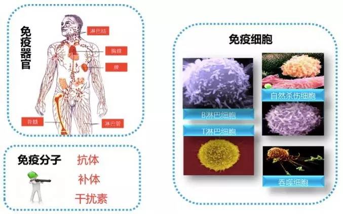 补硒元素是什么意思?。ú刮氐氖澄镉心男?硒宝网