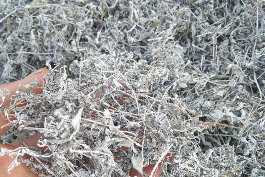 藤茶的作用是什么(夏季喝藤茶的好处与坏处)-硒宝网