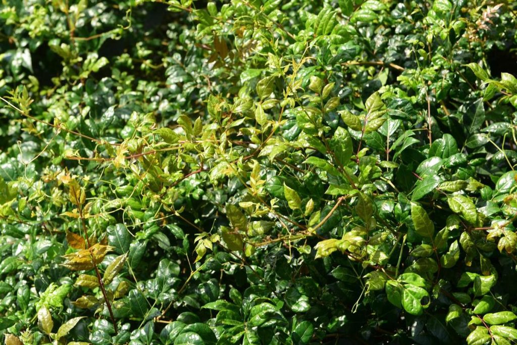 藤茶的作用是什么(夏季喝藤茶的好处与坏处)-硒宝网