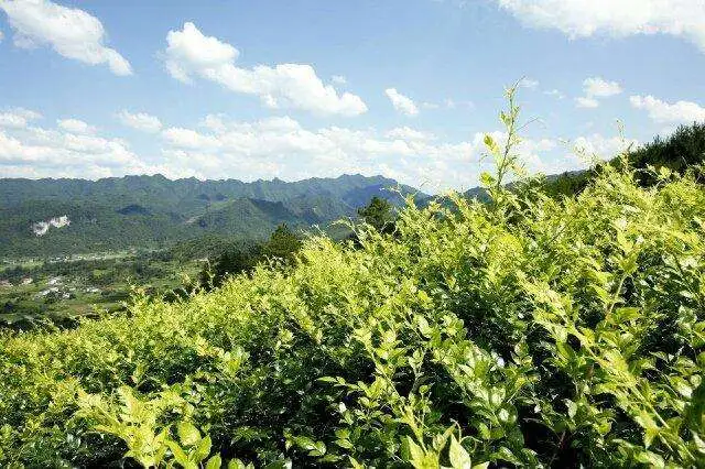 藤茶的药用功效(女人常喝藤茶有什么功效和价值)-硒宝网