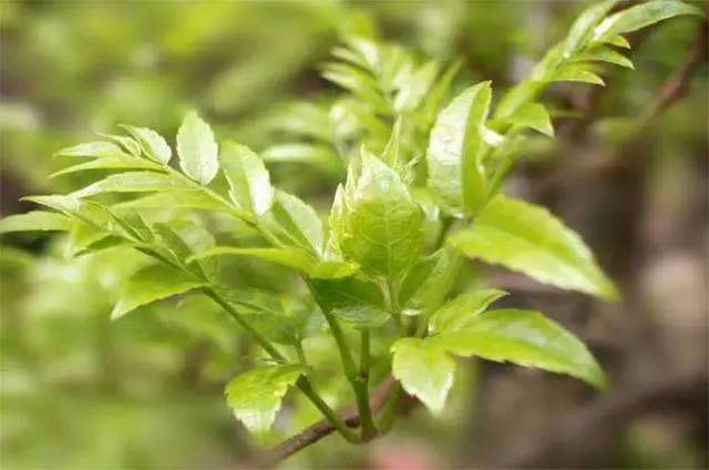 藤茶的药用功效(女人常喝藤茶有什么功效和价值)-硒宝网