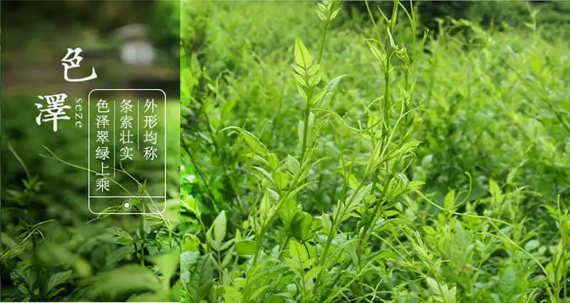 藤茶对肝脏的神奇功效是什么(藤茶养肝的好处和效果)-硒宝网