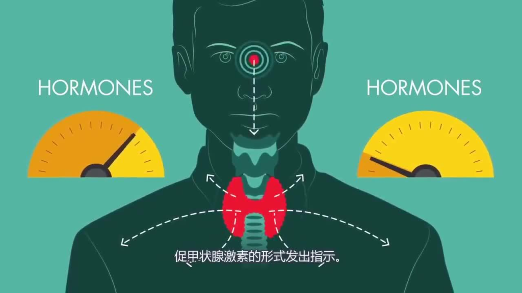 甲状腺补硒有什么好处(桥本甲状腺疾病可以补硒吗)-硒宝网