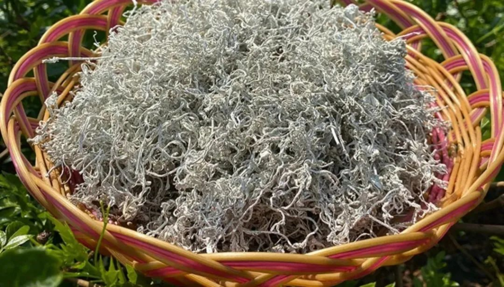 莓茶的副作用及禁忌(有什么毒副作用和坏处)-硒宝网