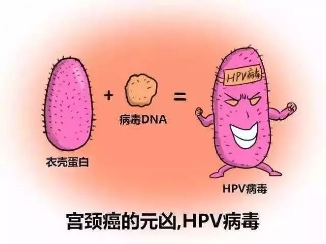 补硒多久可以清除高危hpv(hpv高危吃硒片有用吗)-硒宝网