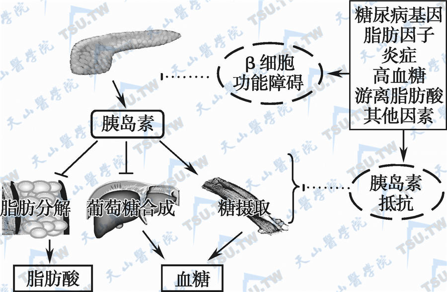 血糖高补硒身上会痒吗