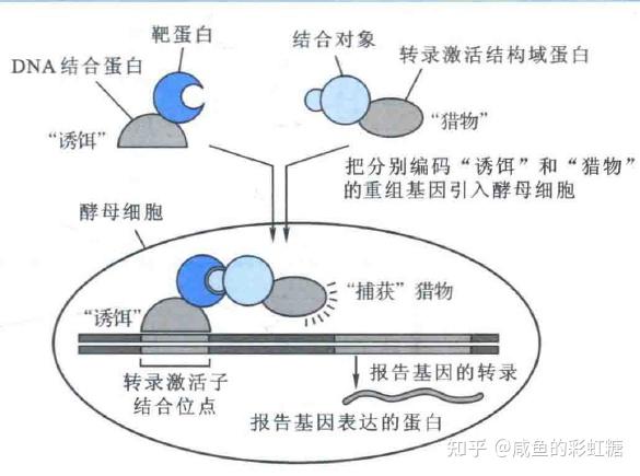 富硒蛋白补硒效果好吗
