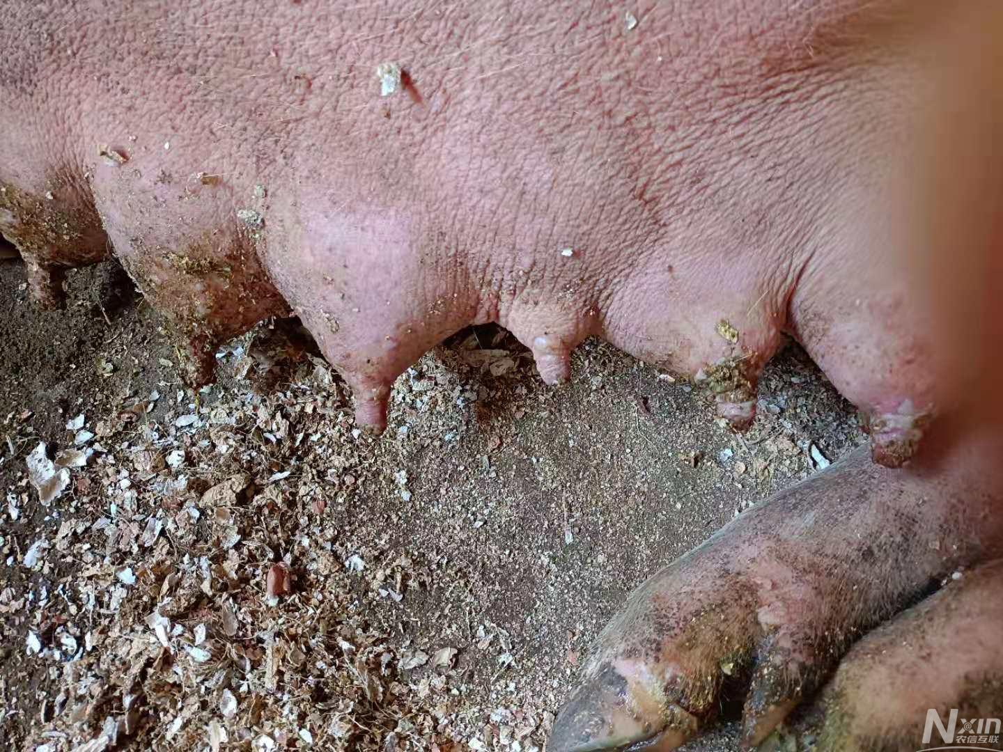 母猪补硒仔猪还用补吗