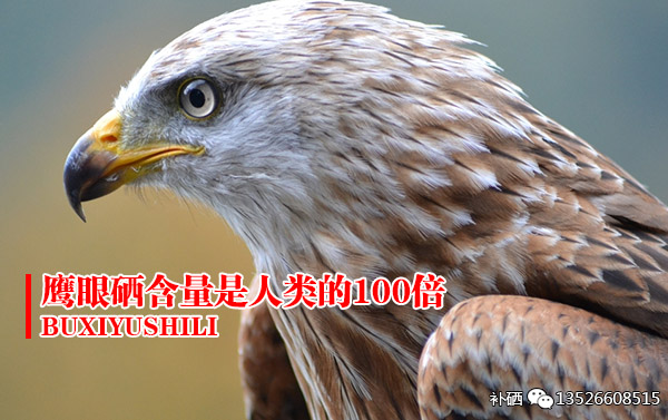 鹰眼硒含量