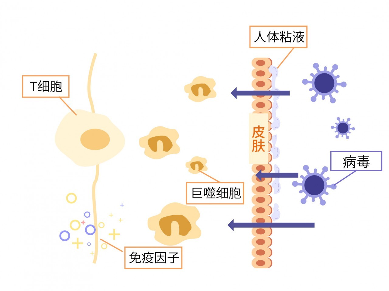 补硒可以补到血液里吗(硒可以补吗)-硒宝网