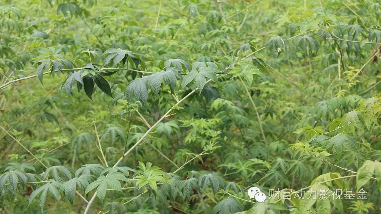 白癜风需要补硒的药物