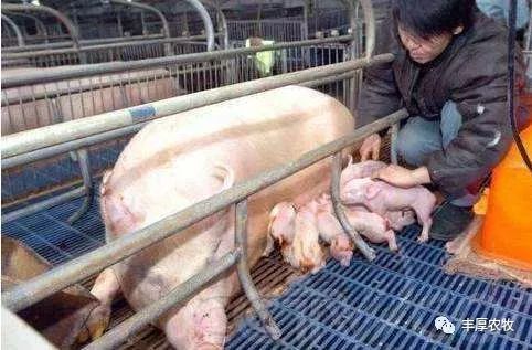 妊娠母猪可以补铁补硒