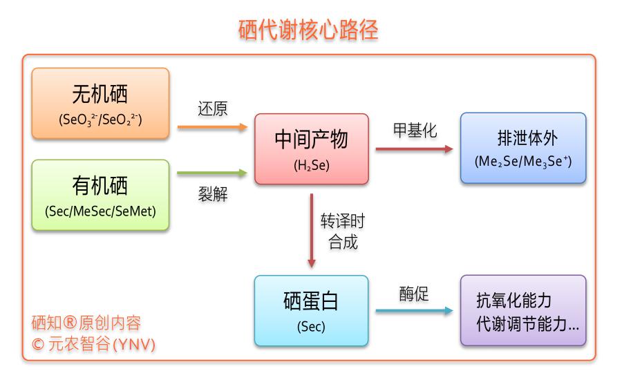 补硒可以治疗哪些疾病(补硒治疗)-硒宝网