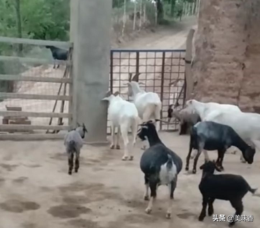 羊要不要补硒呢怎么补