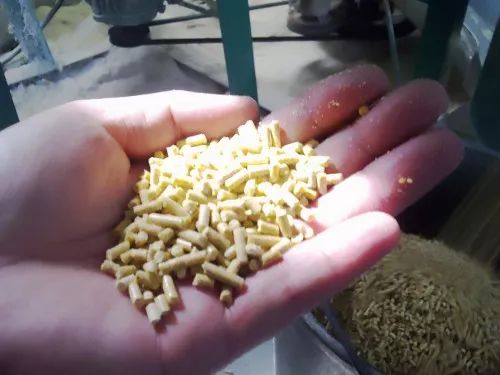 七天仔猪补硒是补的啥