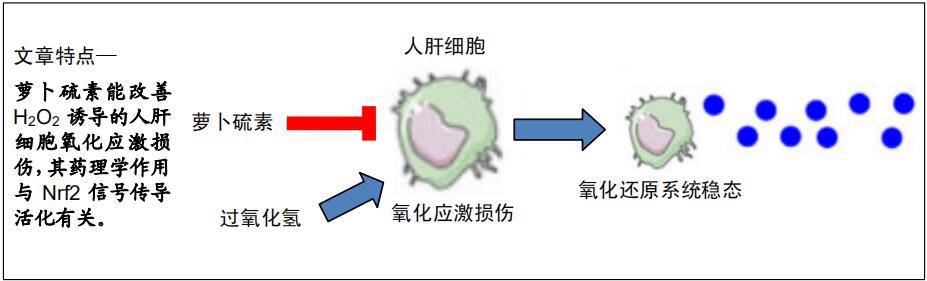 补硒能促进营养吸收吗