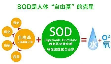 补硒能促进营养吸收吗