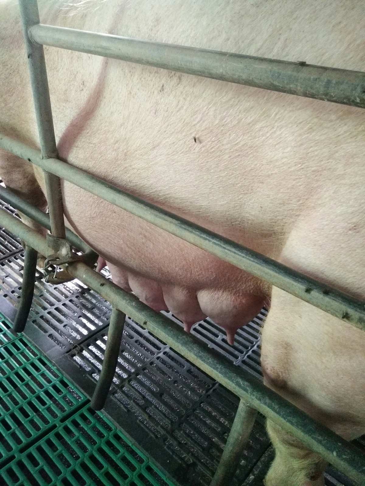 母猪在什么阶段补硒好