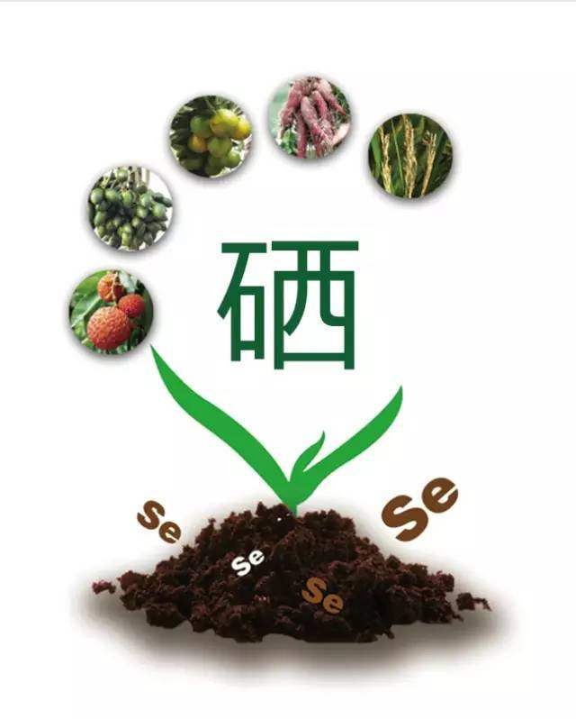补硒与血液质量的关系