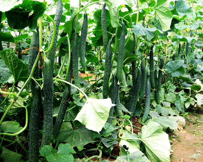 富硒蔬菜