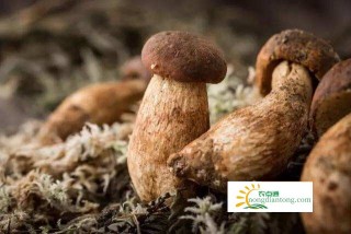 鸡纵菌和牛肝菌区别，鸡枞和牛肝菌哪个好？,第1图