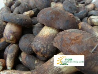 鸡纵菌和牛肝菌区别，鸡枞和牛肝菌哪个好？,第2图