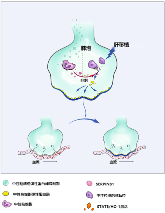 乙肝治愈后需要补硒吗