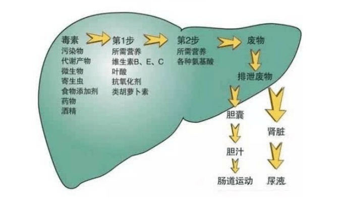 肝脏不好的人能补硒吗