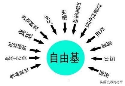 补硒的坚果有哪些品种