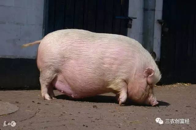 仔猪补硒中毒什么原因(仔猪缺硒会引起哪些疾?。?硒宝网