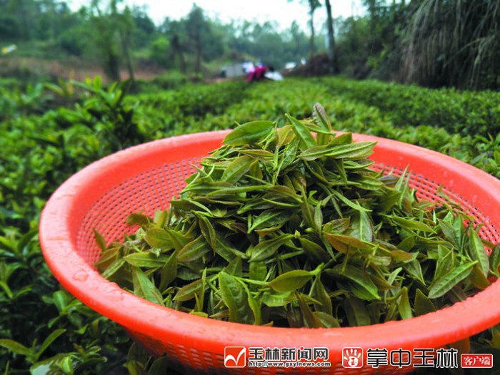 富硒红茶价格