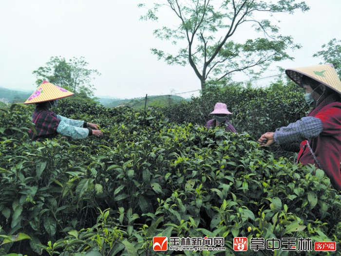 富硒红茶价格