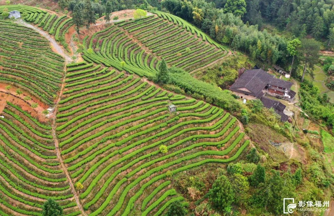 石台县富硒茶