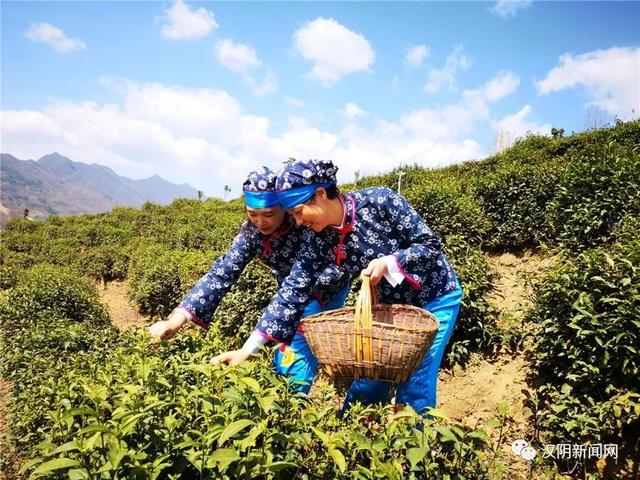南宫山富硒茶
