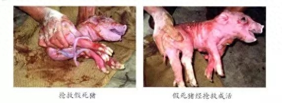 仔猪补硒中毒(仔猪补硒中毒)-硒宝网