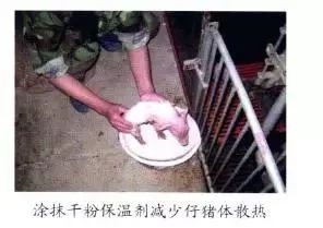 仔猪补硒中毒(仔猪补硒中毒)-硒宝网