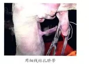 仔猪补硒中毒(仔猪补硒中毒)-硒宝网