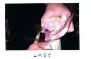 仔猪补硒中毒(仔猪补硒中毒)-硒宝网