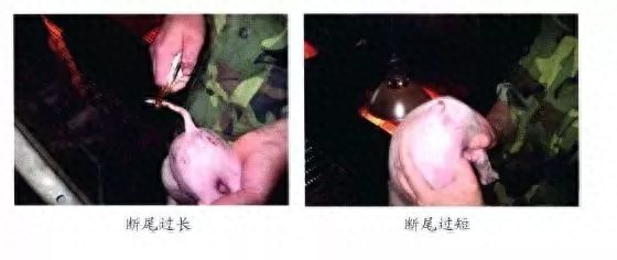 仔猪补硒中毒(仔猪补硒中毒)-硒宝网